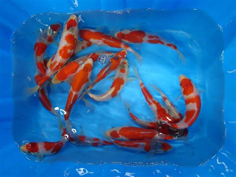 山形金魚|成澤養魚場 【山形県庄内町にある庄内金魚・錦鯉の生産と販売】